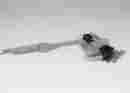 15091384 Acdelco Gm Original Equipment Window